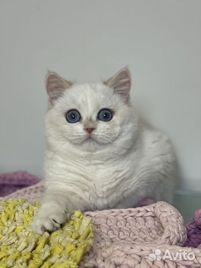 Британская золотая шиншилла