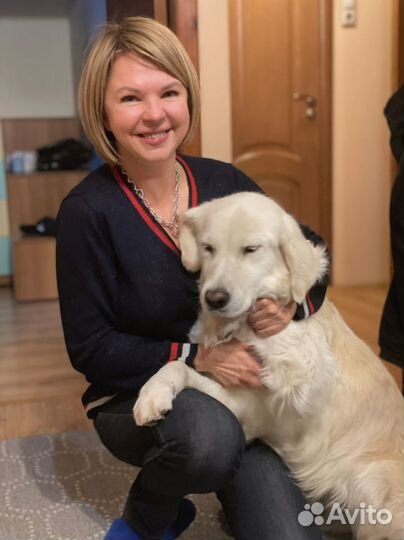 Домашняя передержка для вашей собаки