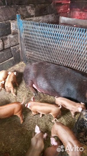 Чистокровные дюрки