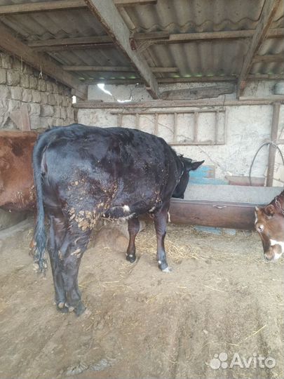 Быки на мясо