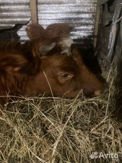 Телка стельная