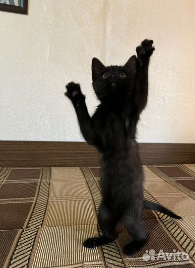 Котенок в добрые руки