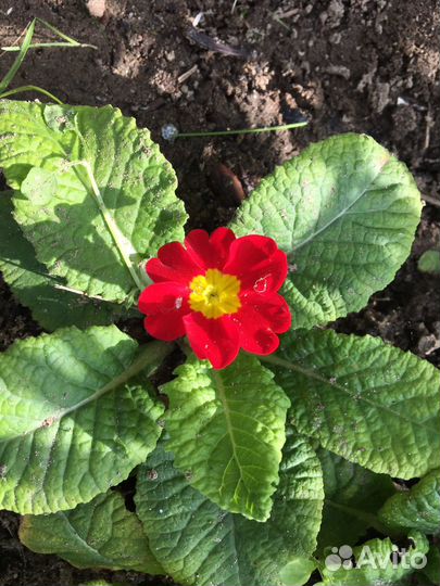 Многолетки