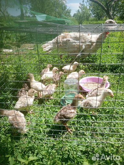 Индюшата с индейкой