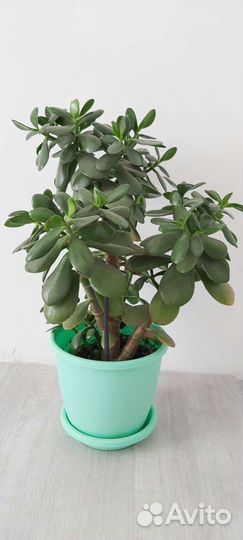 Толстянка (денежное дерево)