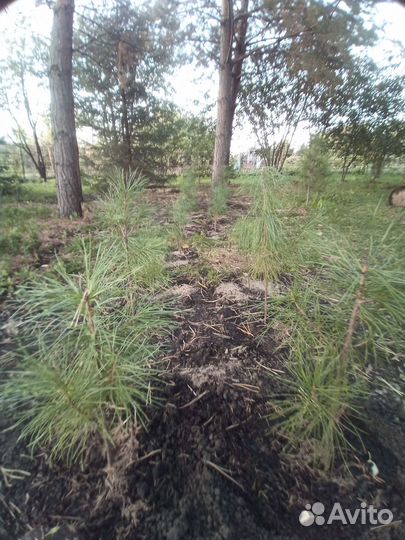 Кедр сибирский