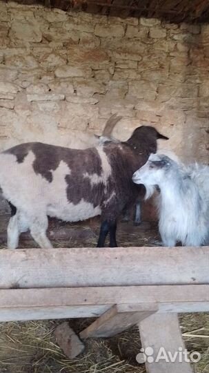 Баран текстиль эдельбай