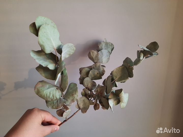 Эвкалипт сухоцвет