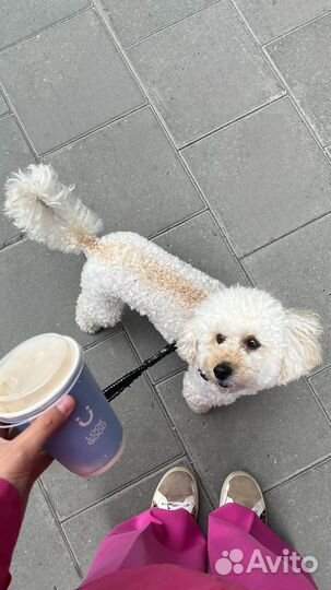 Собака для съемок