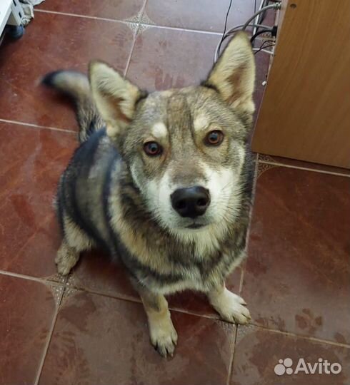 Хаски кобель