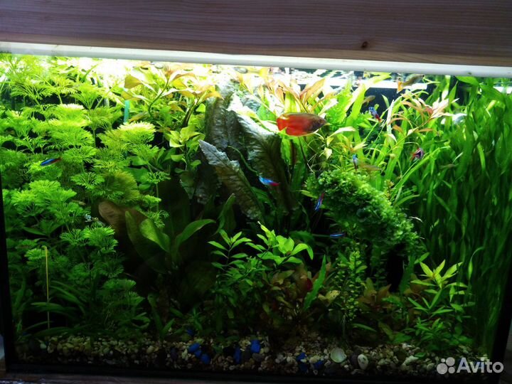 Продам растения и оборудования для аквариума