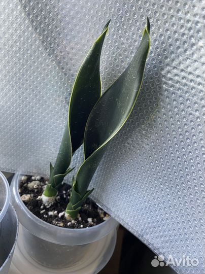 Сансевиерии микс