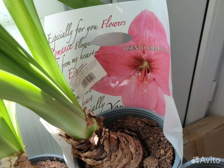 Гиппеаструм и амариллис миксы