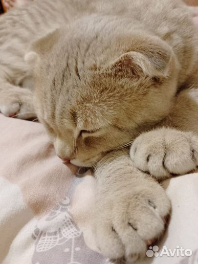 Шотладский кот вязка