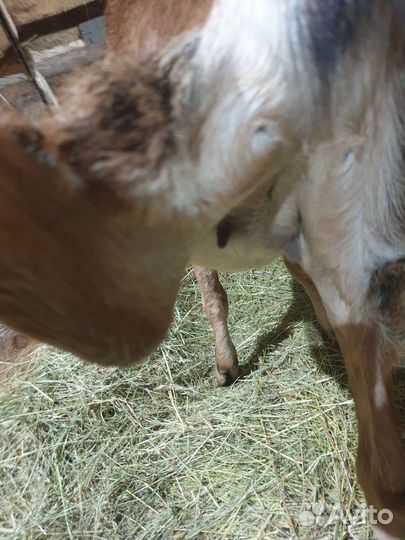 Англо нубийские козы