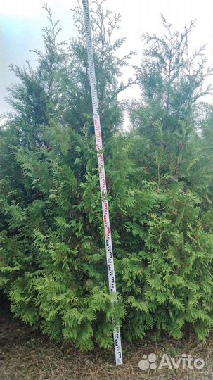 Туя Брабант 3м от 50шт