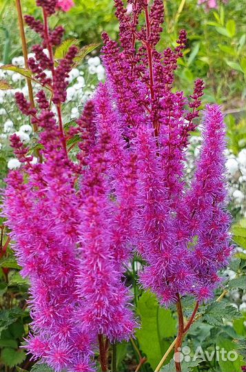 Астильба Тысячелистник Гвоздика Армерия