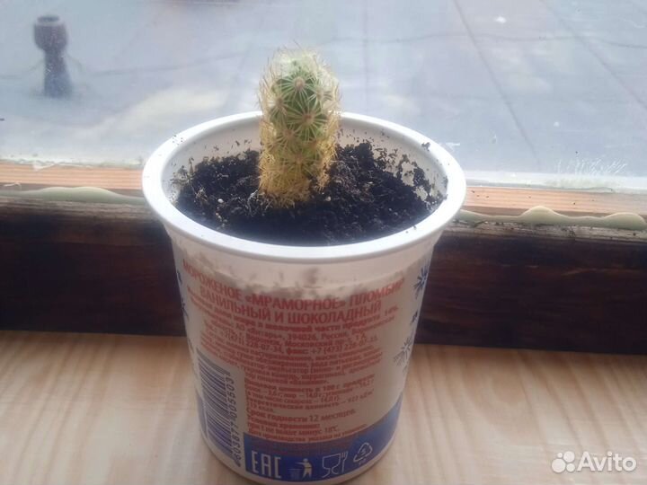 Кактус