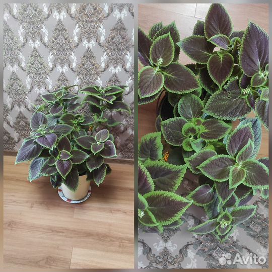 Колеусы вегетативные