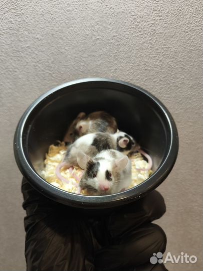 Мышь декоративная