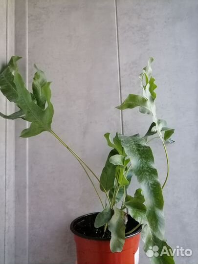 Папоротник флебодиум *голубая звезда *