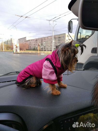 Одежда для животных