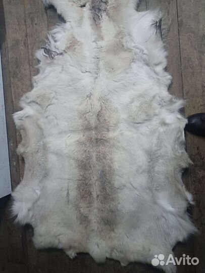 Шкура белого оленя
