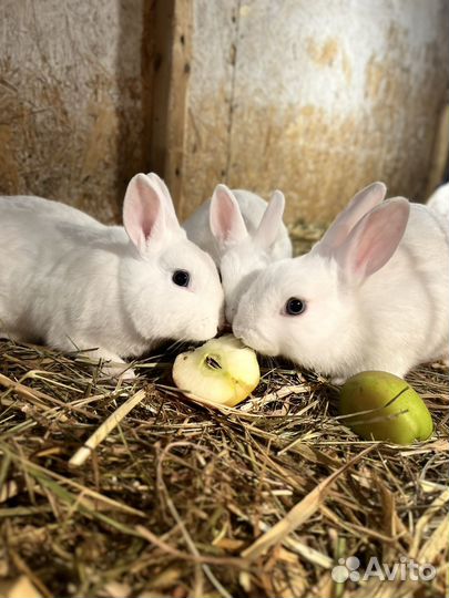 Декоративные карликовые кролики