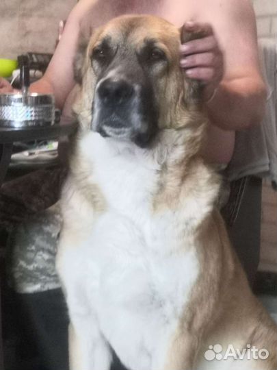 Ищем невесту