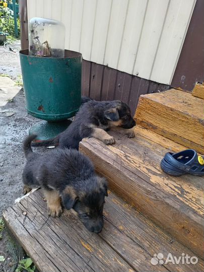 Чистокровные щенки немецкой овчарки
