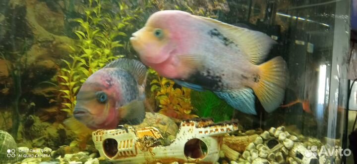 Вьеха радужная