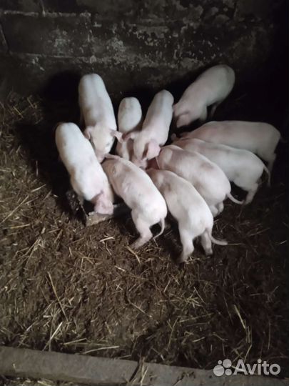 Поросята ландрас