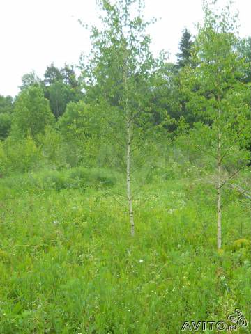 Участок 10 сот. (ИЖС)