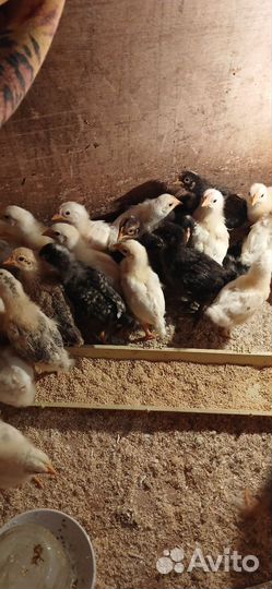 Цыплята двухнедельные