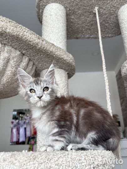 Мейн-кун кот