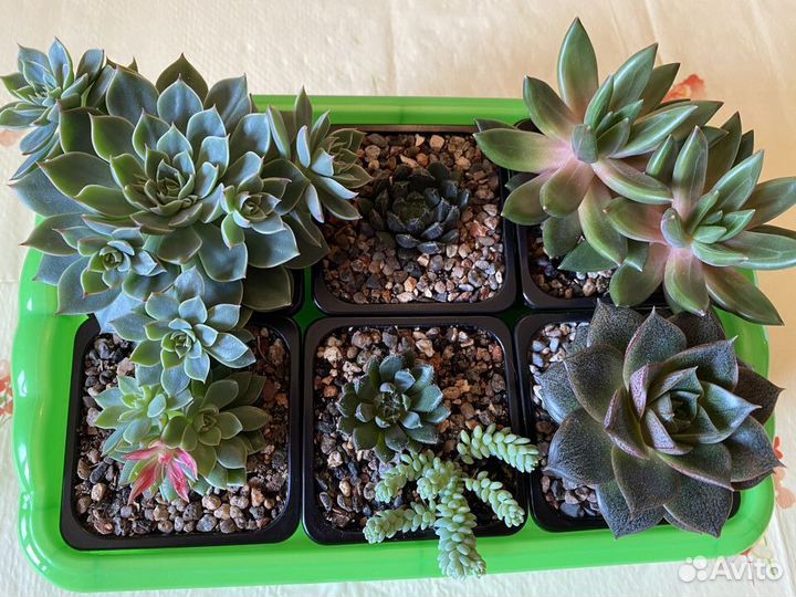 Суккуленты 1