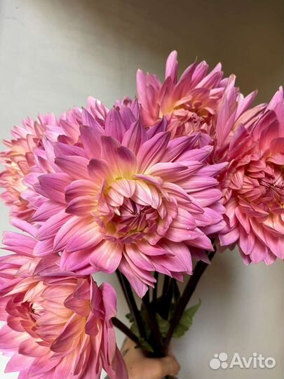 Букет георгин