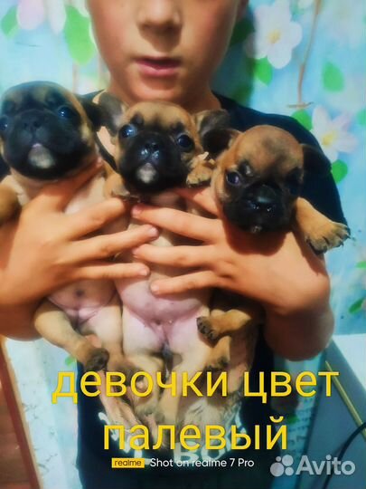 Французики бутузики