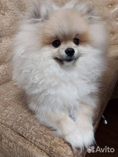 Вязка собак шпиц