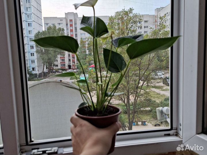 Антуриум белый цветущий