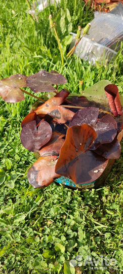 Водные лилии- Нимфеи