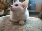 Продаем белого котенка курильского бобтейла в разв объявление продам