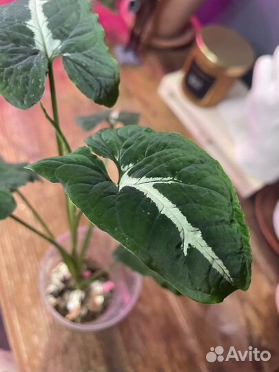 Сингониум вендланда