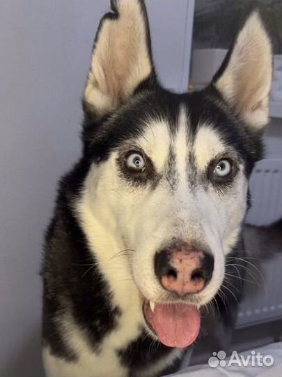 Кинолог,Передержка собак, выгул, дрессировка