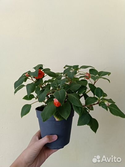 Бальзамин оранжевый