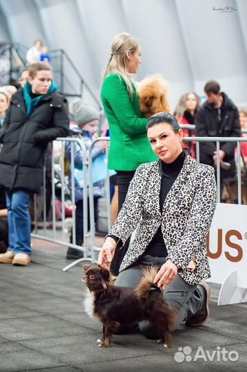 Вязка чихуахуа