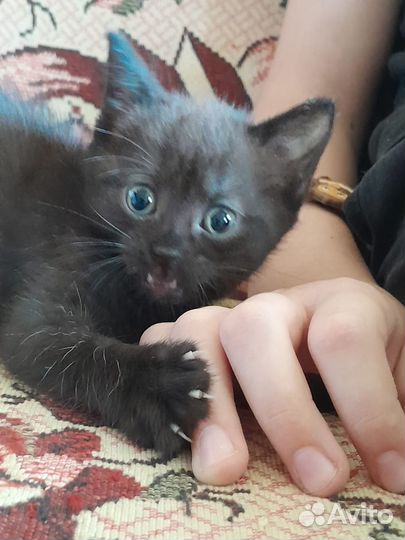 Черная кошечка очаровашка