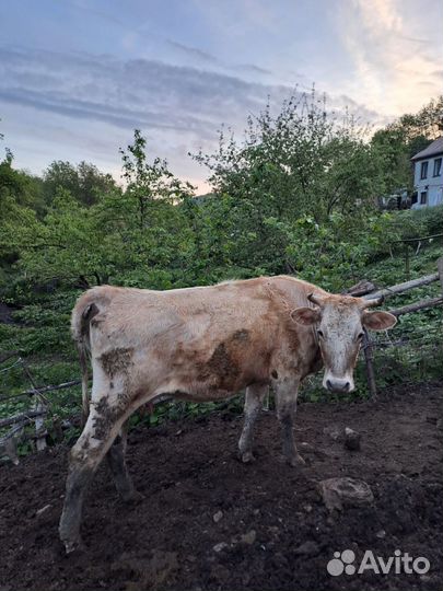 Корова с теленком