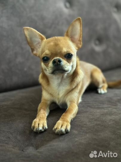 Чихуахуа щенок
