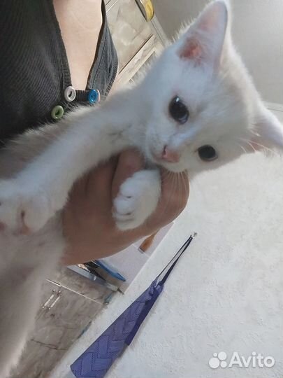 Котята Као Мани